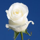 Blizzard Roses 200 White Roses Blizzard Roses 200 White Roses