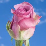 Cool Water Roses 100 Lavander Roses Cool Water Roses 100 Lavander Roses