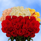 50 Red Roses & 50 Color Roses 100 Beautiful Roses 50 Red Roses & 50 Color Roses 100 Beautiful Roses
