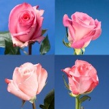 100 Assorted Pink Roses 100 Assorted Pink Roses