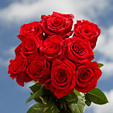 100 Red Roses Special Just Perfect 100 Red Roses Special Just Perfect
