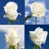 100 White Assorted Roses 100 White Assorted Roses