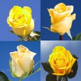 100 Yellow Assorted Roses 100 Yellow Assorted Roses